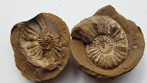 Fossil