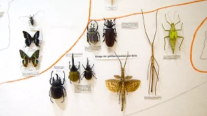 Insektensammlung