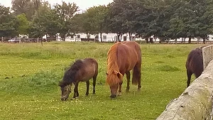 Tiere im Naturerlebnispark Gristow