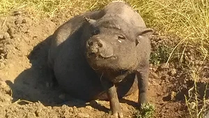 Tiere im Naturerlebnispark Gristow