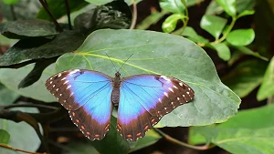 blauer Himmelsfalter