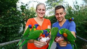 Besucher können die Loris mit Loribrei füttern