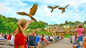 Anflug der Gelbbrustaras in der Tiershow