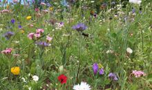 Herrliche Blumenwiese am Haus