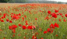 Mohn- und Kornblüte in der Küstenregion