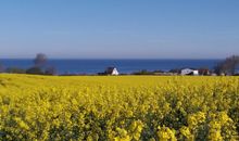 Rapsblüte an der Ostsee