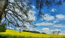 Rapslandschaft an der Ostsee