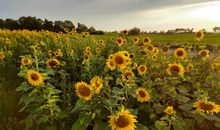 Sonnenblumenfelder in der Küstenregion