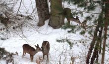 Rehe im Küstenwald / Ausblick Dachterrasse