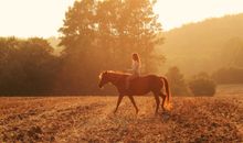 Um unseren Hof erstreckt sich ein weitläufiges Reitwegenetz