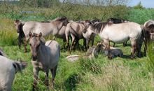 Wildpferde auf der Geltinger Birk