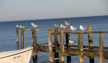 Haus am Meer Ferienhaus Insel Rügen Ostsee Wlan Sauna Waschm