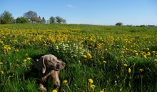 Familienhund Frieda