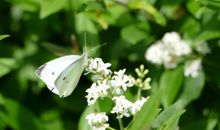 Schmetterling