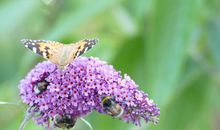 Gäste im Garten