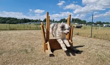 FeWo Kleiner Knurrhahn - strandnah - ein kleiner Hund willkommen