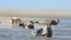 Seehundsandbank