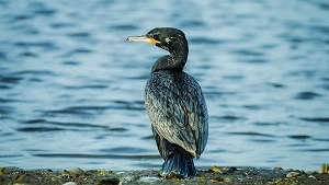 Kormoran