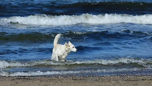 Hundestrand