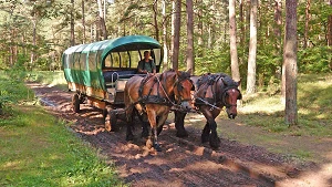 Kutschfahrt durch den Darßer Urwald