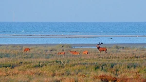 Hirsch bewacht seine Weibchen