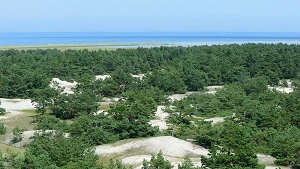 Blick vom Leuchtturm Darßer Ort über den Küstenwald