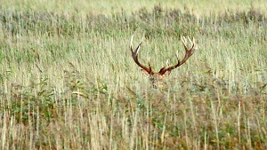 Hirsch unterwegs im Schilf