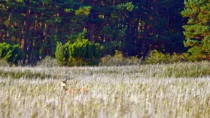 Rotwild nutzt Deckung im Schilf