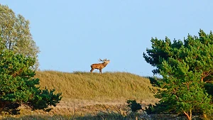 Küstenstreifen Kernzone Darßer Ort