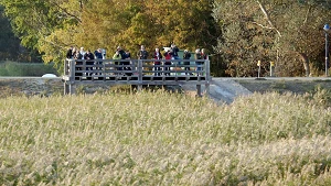 Beobachtungsplattform am Bodden bei Zingst