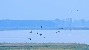 Kraniche landen auf der Insel Kirr