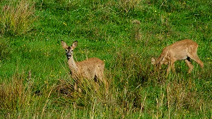 Rotwild fühlt sich in der Kernzone wohl