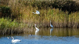 Schwäne, Reiher und Enten am Schilf