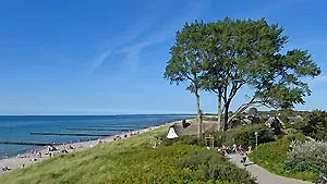 Typisch für Ahrenshoop: Windflüchter und Reetdächer