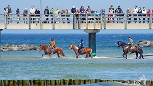 Pferde im Wasser