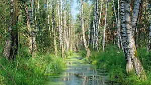 Moor bei Graal-Müritz