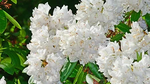 Duftende Rhododendronblüten