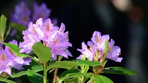 Duftende Rhododendronblüten