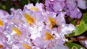 Hummel auf einer Rhododendronblüte