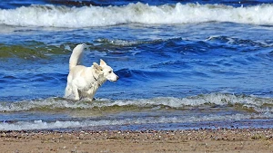 Einzelne Abschnitte als Hundestrand gekennzeichnet