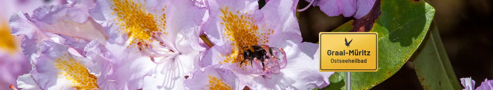 Hummel auf einer Blüte im Rhododendronpark Graal-Müritz