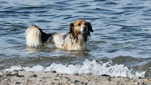 Hundestrand Haffkrug