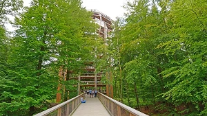 Weg zum Aussichtsturm des Baumwipfelpfades