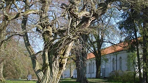 Kirche im Park