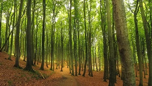 Buchenwald auf Jasmund