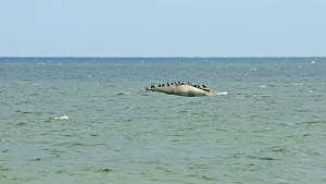 Buskam unweit der Seebrücke