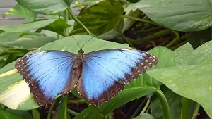 Schmetterlinge im Mediendom Kiel