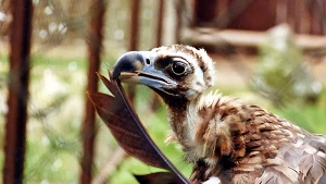 Tiere im Vogelpark