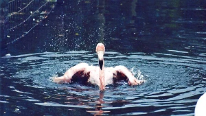 Flamingo