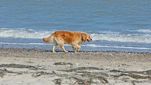 Hundestrand